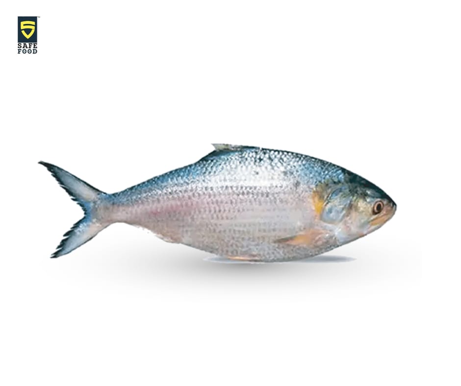 Hilsa Fish-1kg size পদ্মার ইলিশ (১কেজি সাইজ) per kg